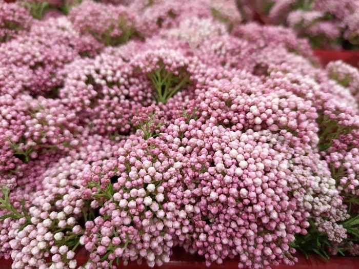<h4>Greens - Rice Flower Dark Pink</h4>