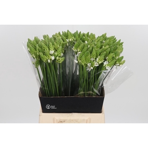 Ornithogalum Thyrsoides
