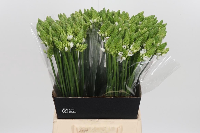<h4>Ornithogalum Thyrsoides</h4>