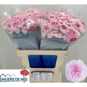 Di St Yukari Dr Cher