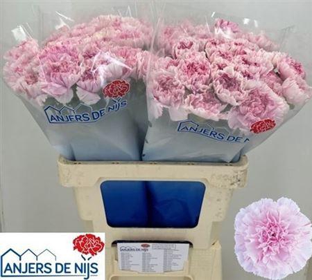 <h4>Di St Yukari Dr Cher</h4>