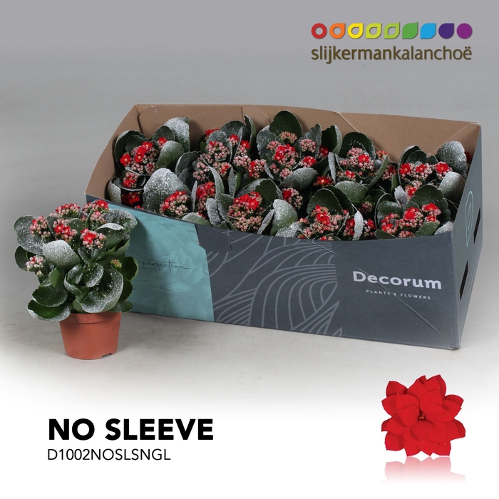 Kalanchoe No Sleeve - Red with snow/sneeuw and glitter - kerst