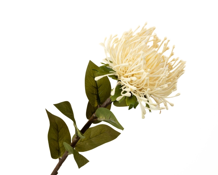 Leucospermum Nutan Cream