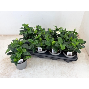 GARDENIA JASMINOIDES