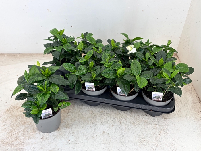 <h4>GARDENIA JASMINOIDES</h4>