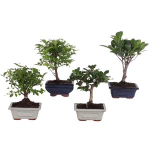 Bonsai Mix pot ø12cm in ø12cm Ceramic
