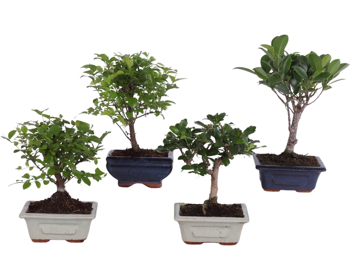 <h4>Bonsai Mix pot ø12cm in ø12cm Ceramic</h4>