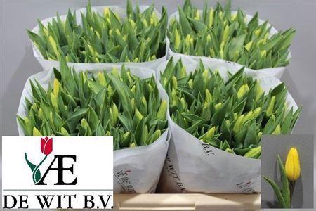 <h4>Tu En Strong Gold</h4>