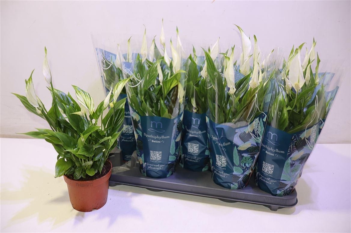 <h4>arr8 Spath Bellini</h4>