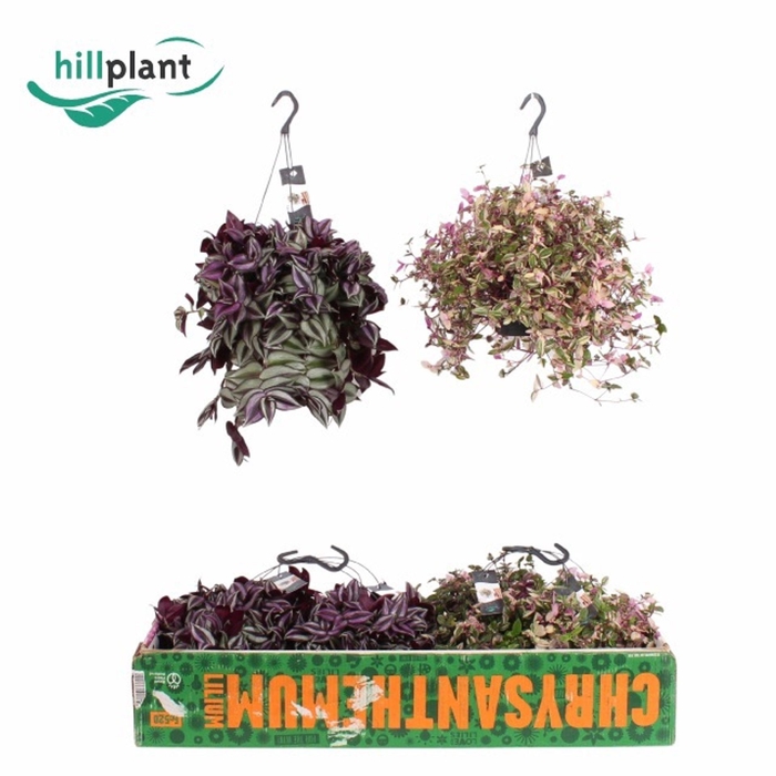 <h4>Tradescantia gemengd</h4>