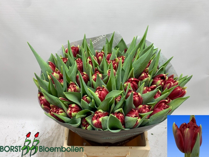 <h4>TU DU RED EYE</h4>