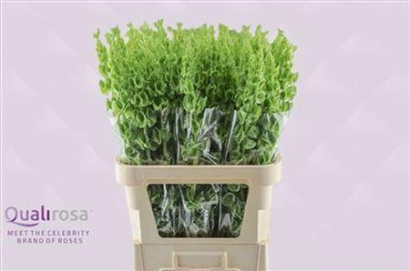 <h4>Moluccella Stuk</h4>