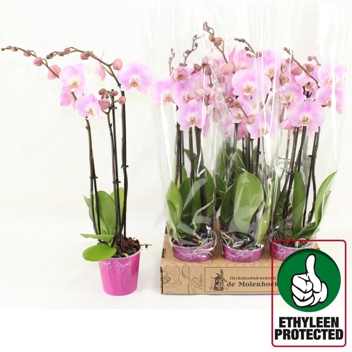 <h4>PHAL AN STAVANGER</h4>