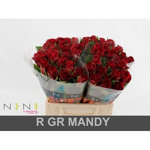 Rosa large mandy