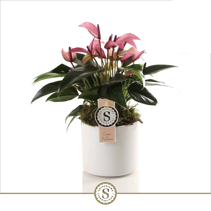 <h4>Bari keramiek White - Zizou 12cm</h4>