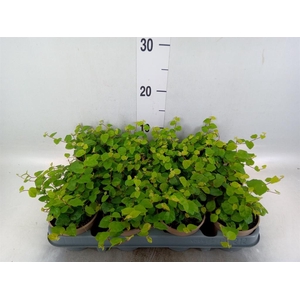 Ficus pumila 'Sunny Green'