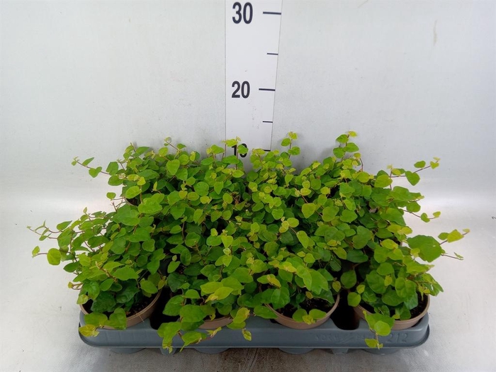 <h4>Ficus pumila 'Sunny Green'</h4>