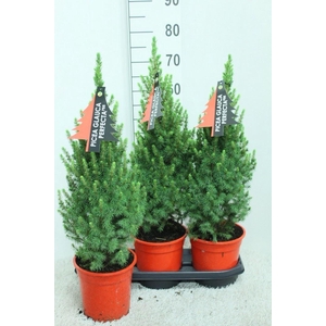 Picea glauca 'Perfecta'