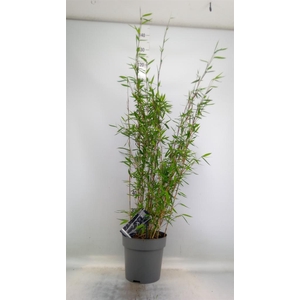 Fargesia nitida 'Black Pearl'