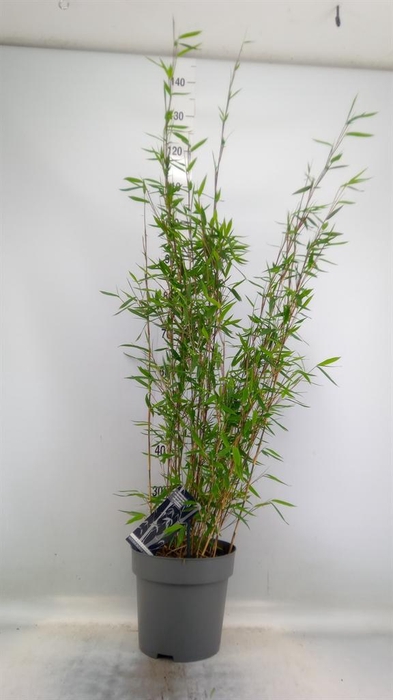 <h4>Fargesia nitida 'Black Pearl'</h4>