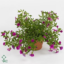 Calibrachoa Doubble Rose