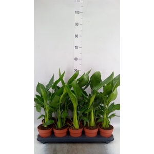 Strelitzia reg.   ...no flowers