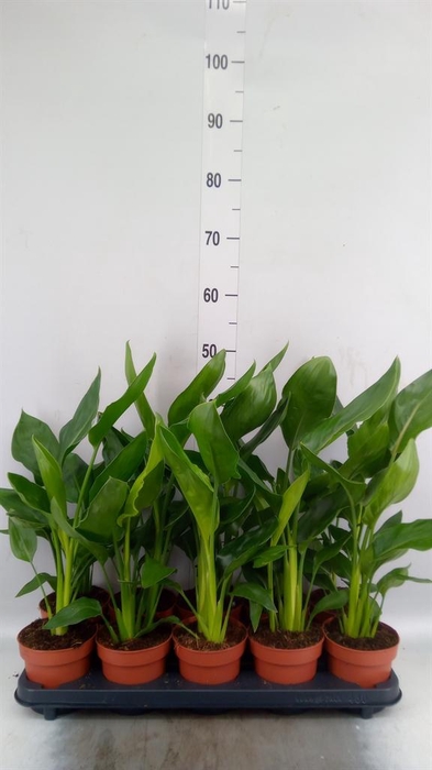 <h4>Strelitzia reg.   ...no flowers</h4>