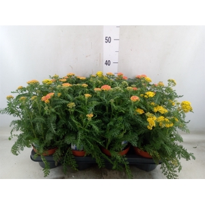 Achillea millef.