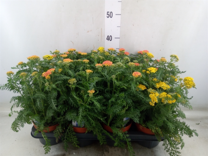 <h4>Achillea millef.</h4>