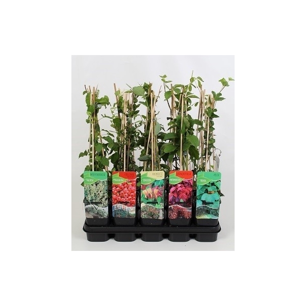 <h4>klimplantenmix: Lonicera, Parthenocissus, Hedera, Fallopia, Pyracantha</h4>