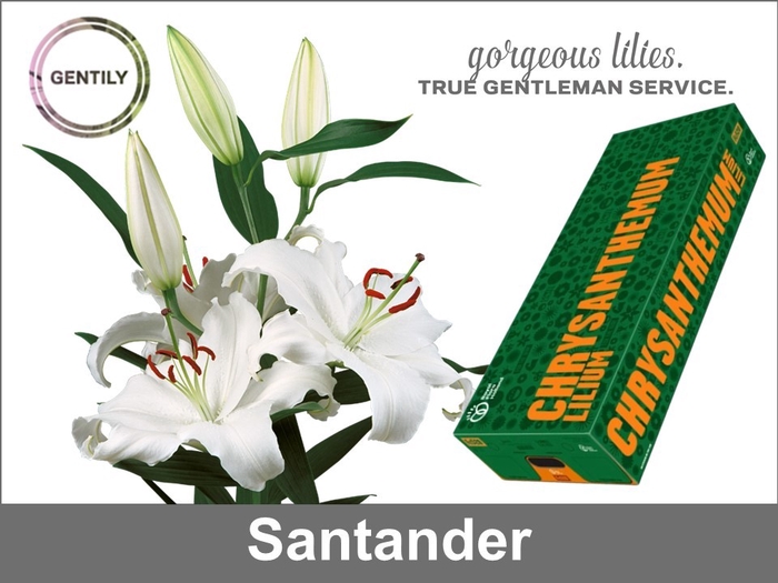 <h4>Li Or Santander 2-en</h4>