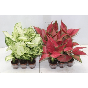 AGLAONEMA VARIADA P06