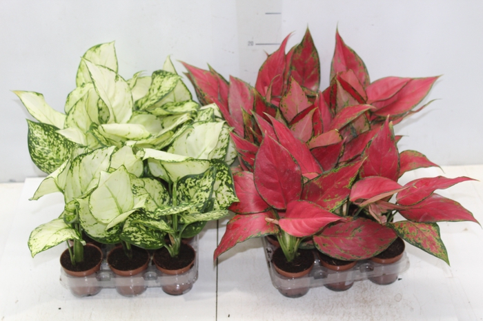 <h4>AGLAONEMA VARIADA P06</h4>