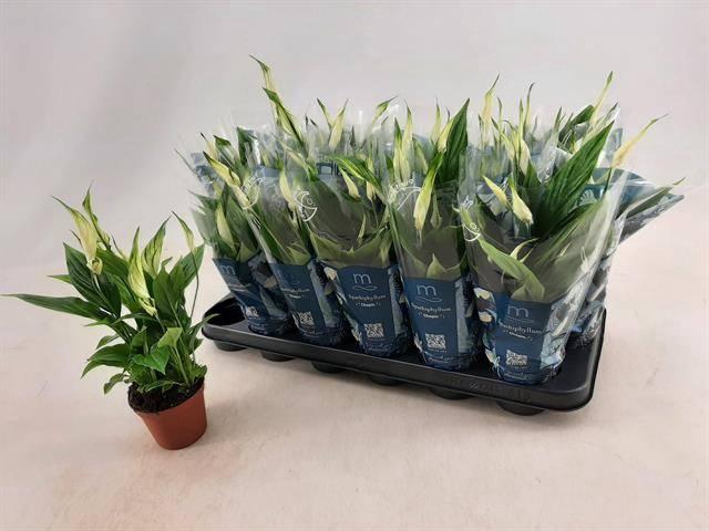 <h4>SPATH CHOPIN</h4>