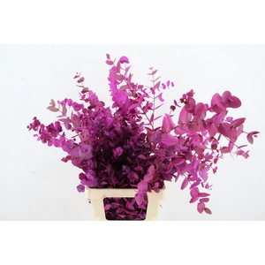 EUC CINEREA WILD PINK PER BUNCH