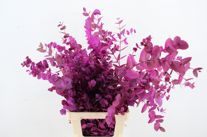 <h4>EUC CINEREA WILD PINK PER BUNCH</h4>