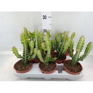 Euphorbia lactea