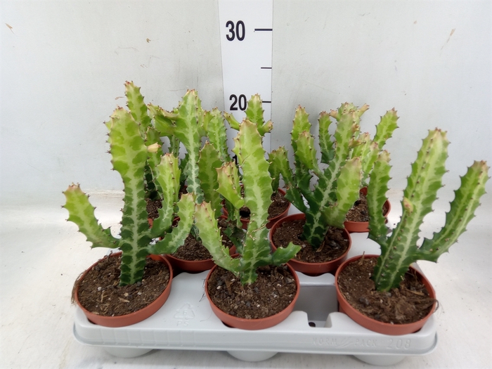 <h4>Euphorbia lactea</h4>