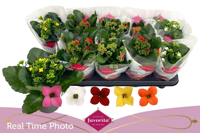 <h4>KAL EN GEM 5 KL</h4>