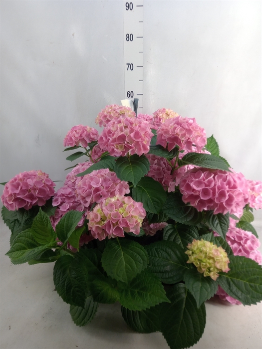 <h4>Hydrangea mac. 'Hi River'</h4>