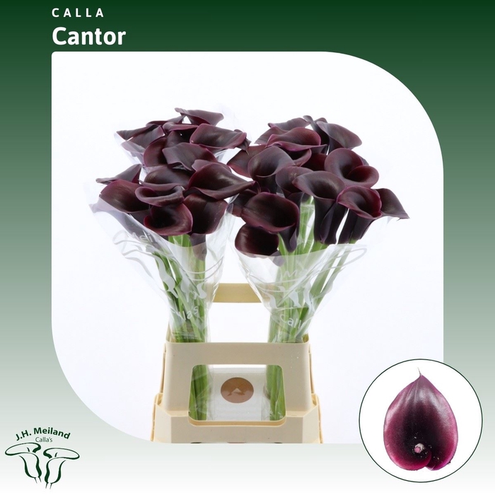 <h4>Calla Cantor</h4>