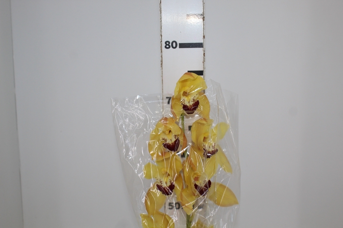 <h4>CYMBIDIUM HT 5/9 FLS AMARELO</h4>