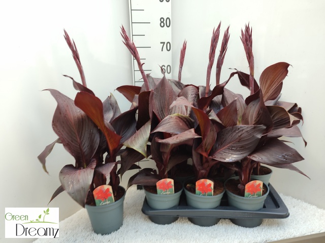 <h4>CANNA RED VELVET</h4>