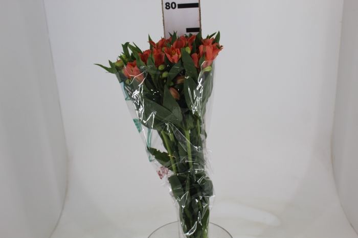 ALSTROEMERIA TROPICANA 080 CM