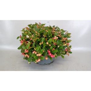 Gaultheria proc.