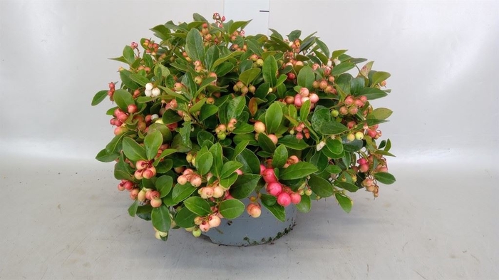 Gaultheria proc.