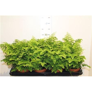 Adian Rad Fritz-luth