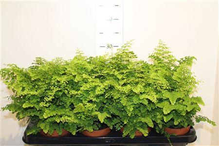 <h4>Adian Rad Fritz-luth</h4>