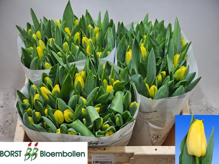 <h4>TU EN LIONS GLORY</h4>