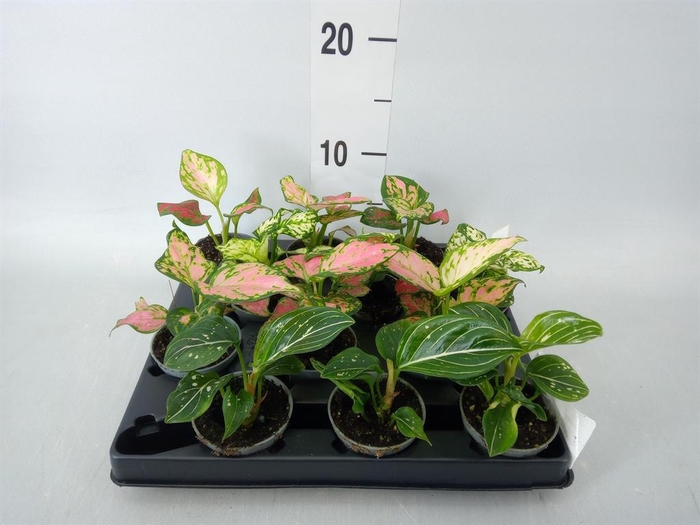 <h4>Aglaonema ...</h4>